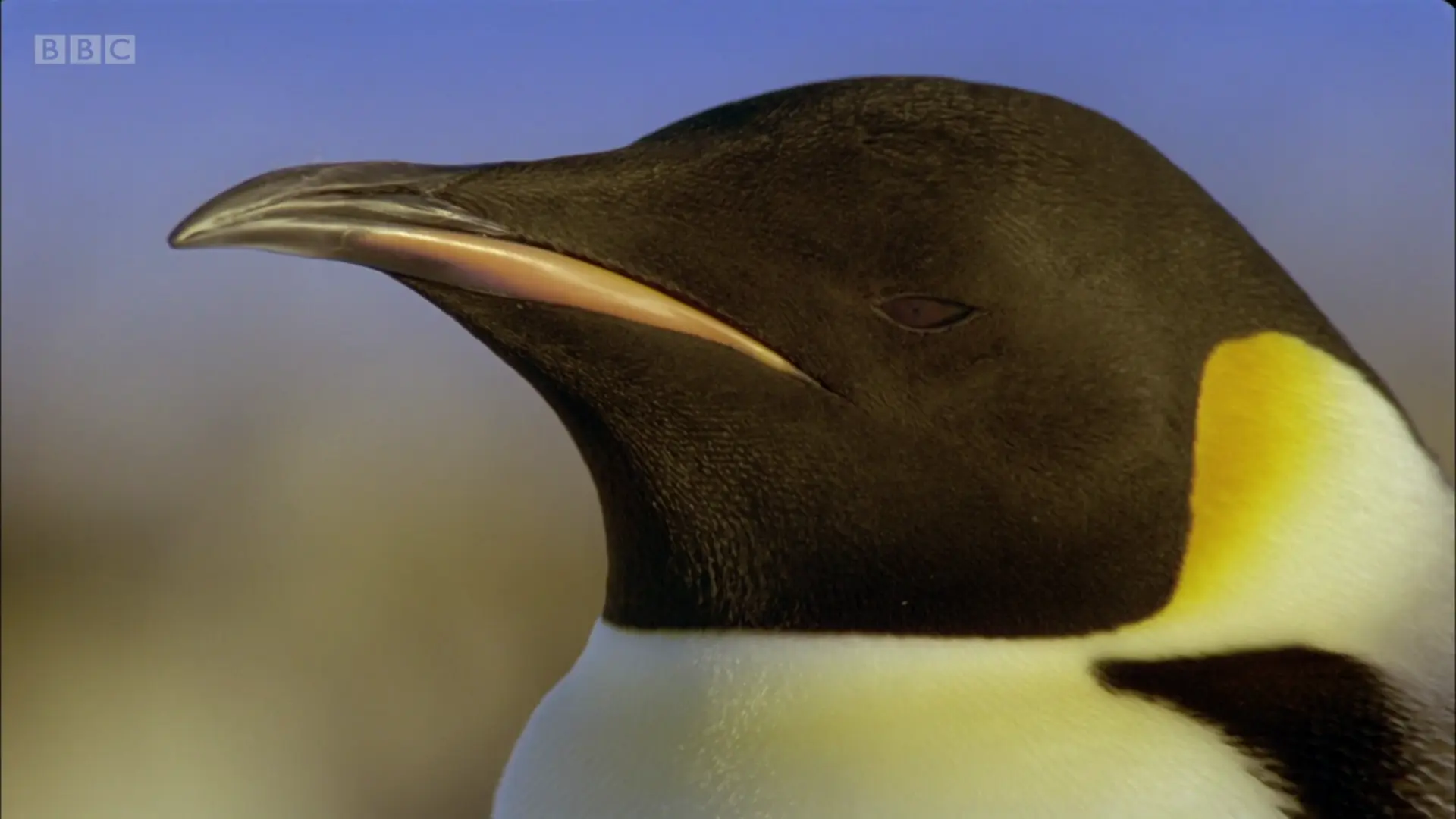 Emperor penguin (Aptenodytes forsteri) as shown in Planet Earth - From Pole to Pole